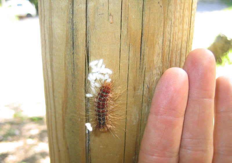 bruco:Lymantria dispar(Erebidae Lymantriinae) e pupe (TN)