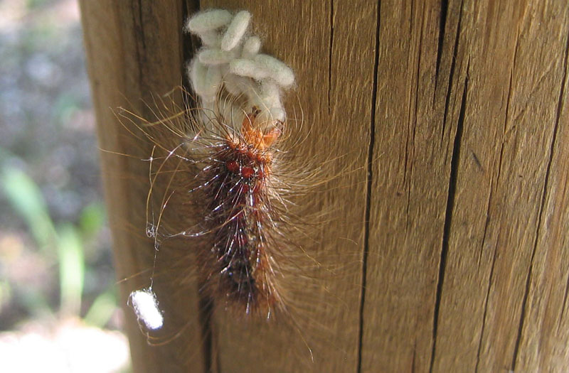 bruco:Lymantria dispar(Erebidae Lymantriinae) e pupe (TN)