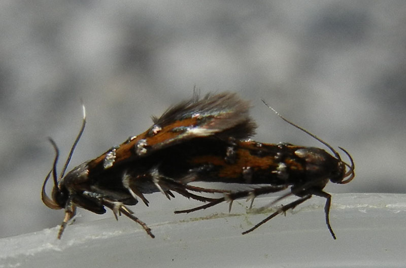 Pancalia leuwenhoekella - Cosmopterigidae.....dal Trentino