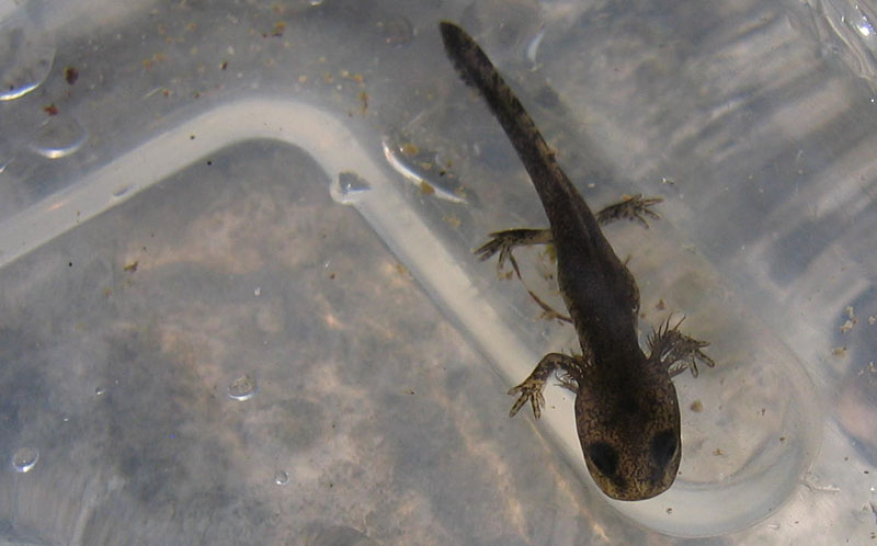 lungo un rio........ larve Salamandra salamandra