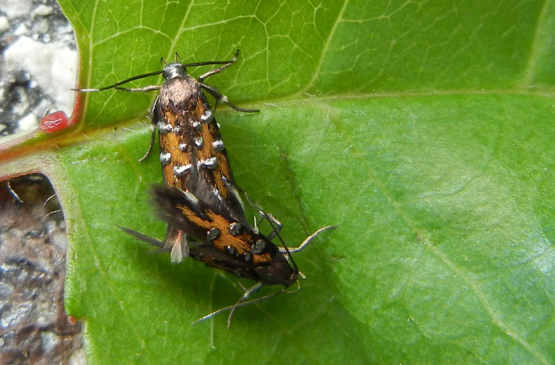 Pancalia leuwenhoekella - Cosmopterigidae.....dal Trentino