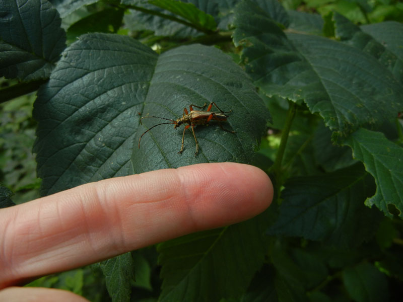 Stenocorus meridianus (Cerambycidae)