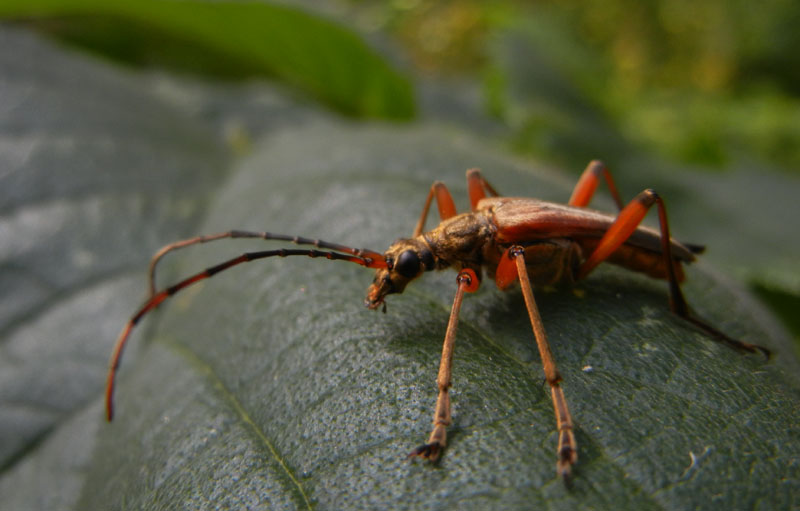 Stenocorus meridianus (Cerambycidae)