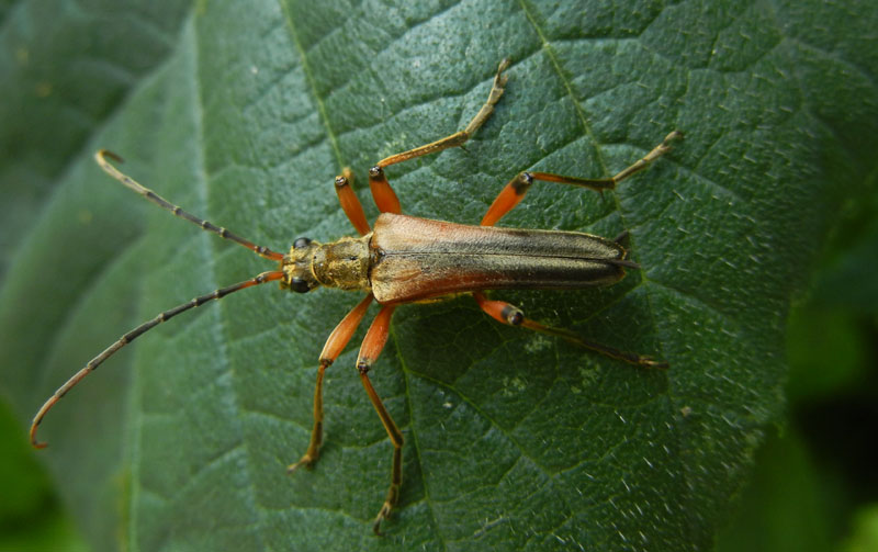 Stenocorus meridianus (Cerambycidae)