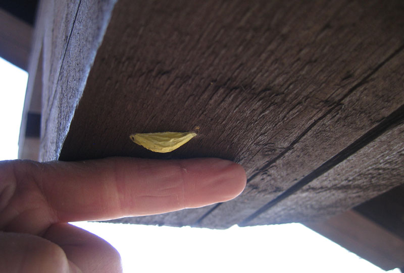 bozzolo di Zygaenidae....dal Trentino