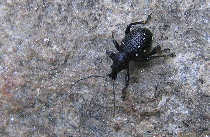 Otiorhynchus gemmatus