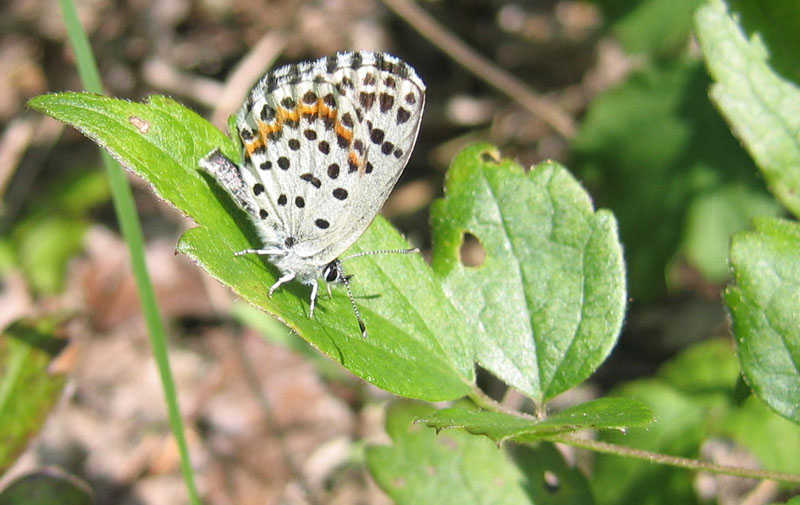 Scolitantides orion - Lycaenidae.........dal Trentino