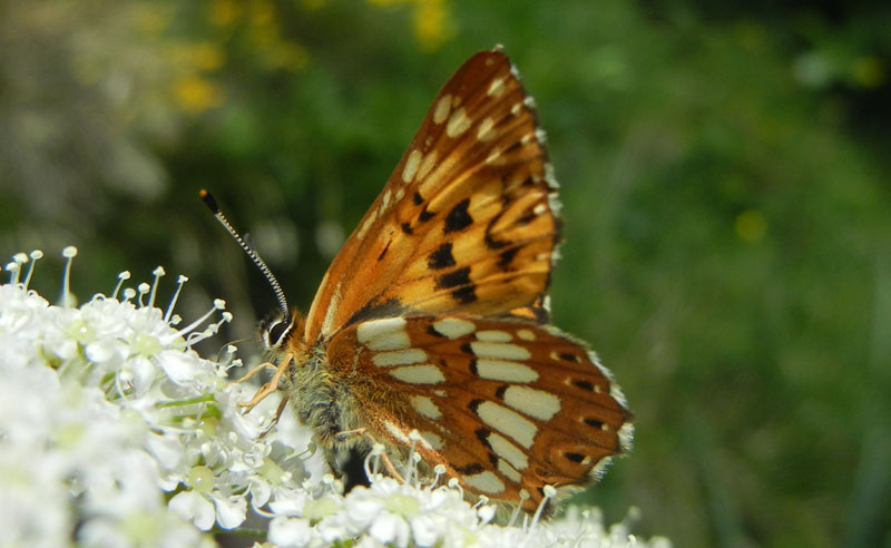 Hamearis lucina - Riodinidae........dal Trentino