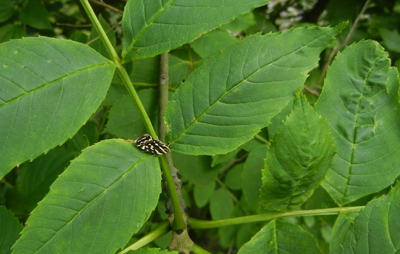 Acontia trabealis - Noctuidae...........dal Trentino