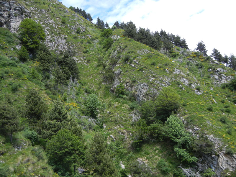 Hamearis lucina - Riodinidae........dal Trentino