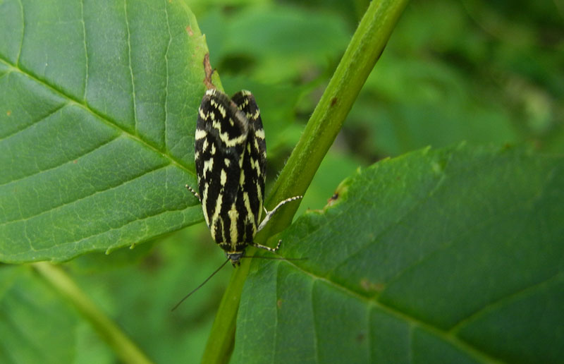 Acontia trabealis - Noctuidae...........dal Trentino