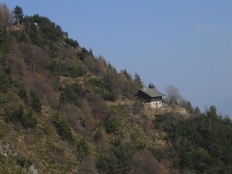 bozzolo di Zygaenidae....dal Trentino