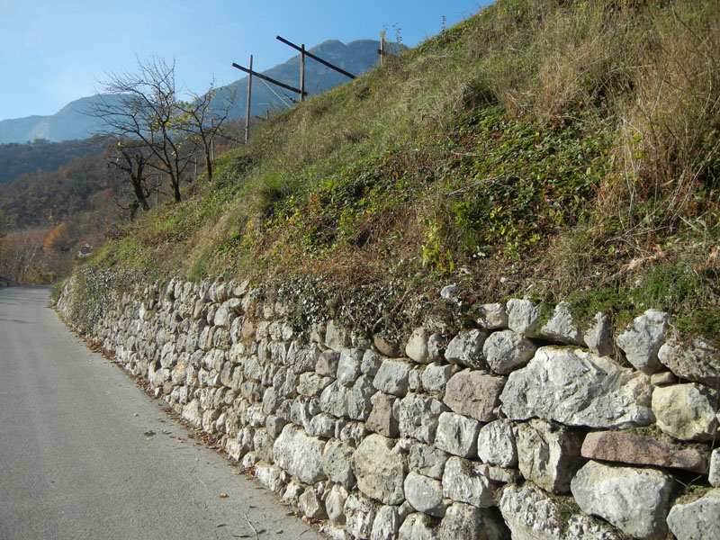 formiche:........Messor structor?