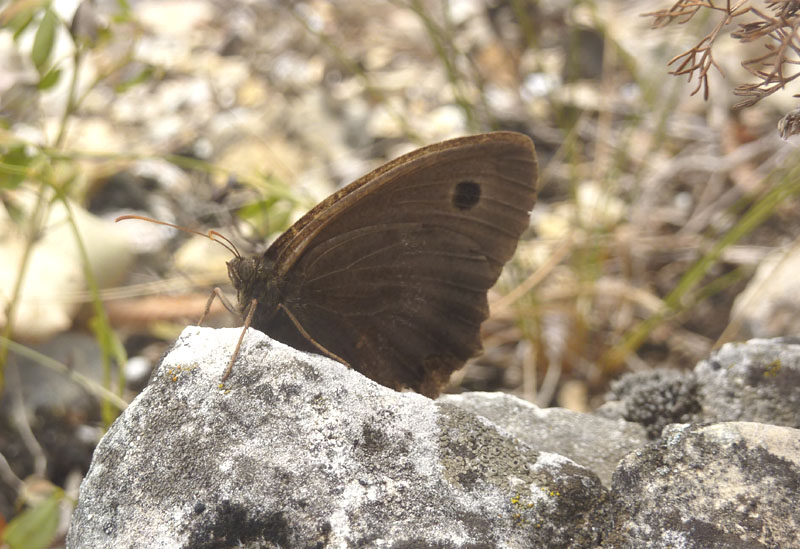 Minois dryas - Nymphalidae Satyrinae......dal Trentino
