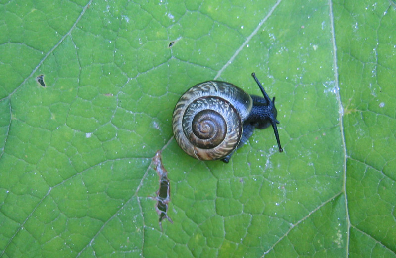 Arianta arbustorum