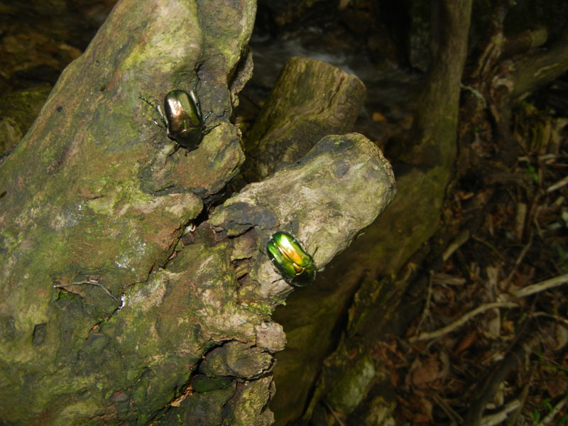 Cetonia aurata pisana e Protaetia cuprea s.l.