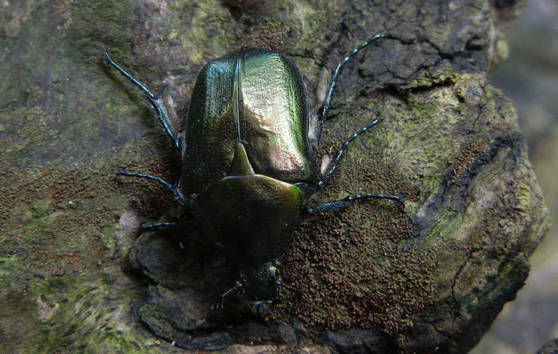 Cetonia aurata pisana e Protaetia cuprea s.l.