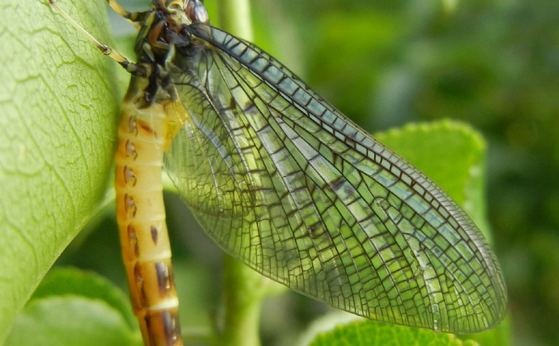 Ephemera danica - Ephemeridae......da Vezzano (TN)