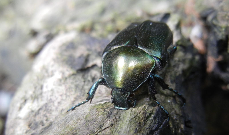 Cetonia aurata pisana e Protaetia cuprea s.l.
