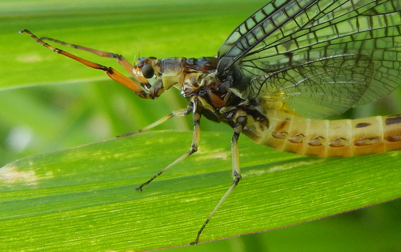 Ephemera danica - Ephemeridae......da Vezzano (TN)