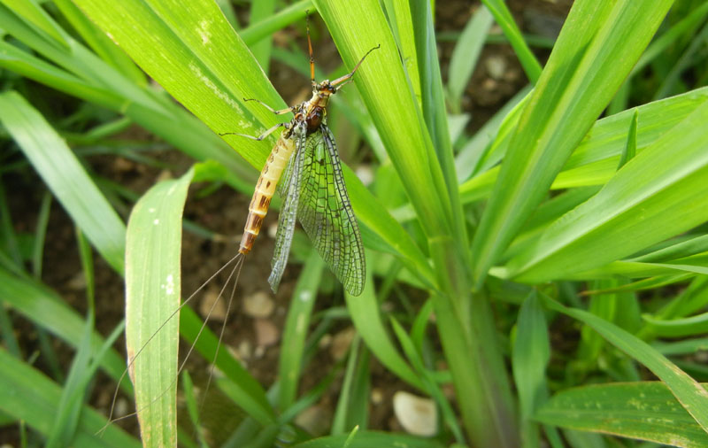 Ephemera danica - Ephemeridae......da Vezzano (TN)