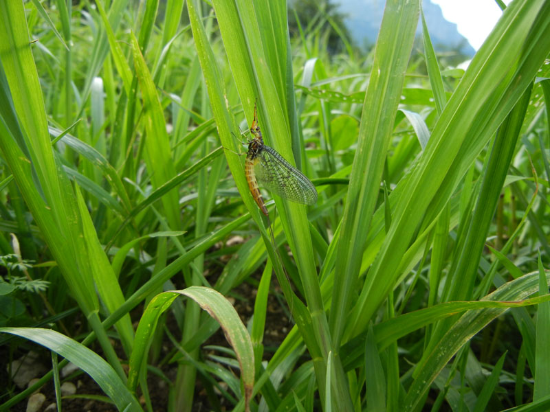 Ephemera danica - Ephemeridae......da Vezzano (TN)