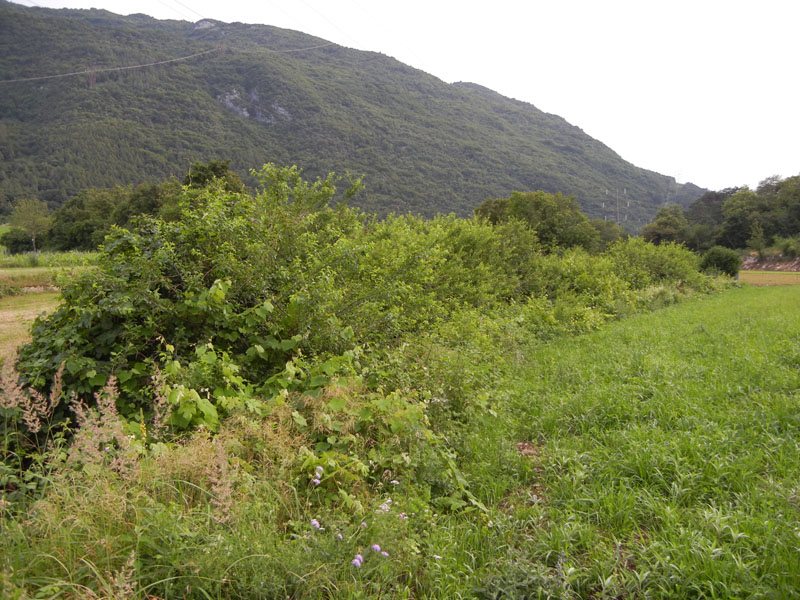 Ephemera danica - Ephemeridae......da Vezzano (TN)