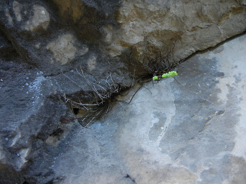 27 piccole uova di Heteroptera, forse Pentatomidae