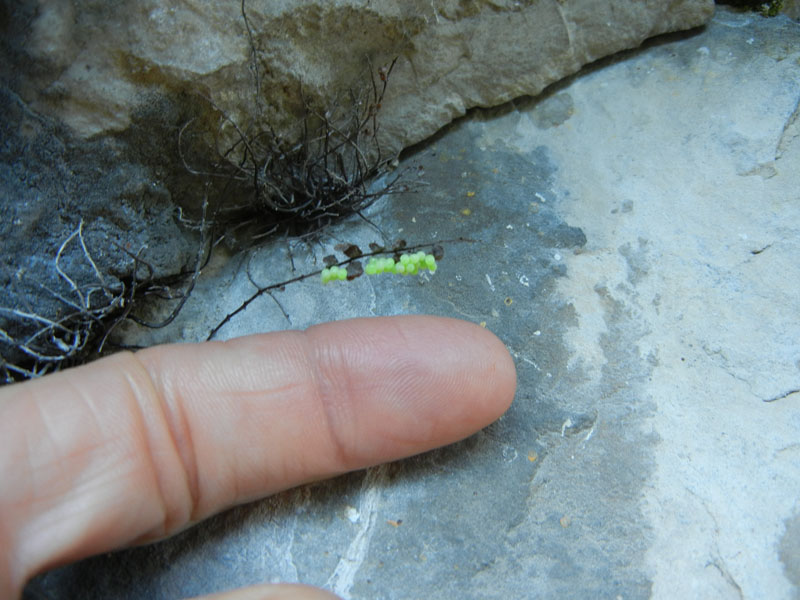27 piccole uova di Heteroptera, forse Pentatomidae