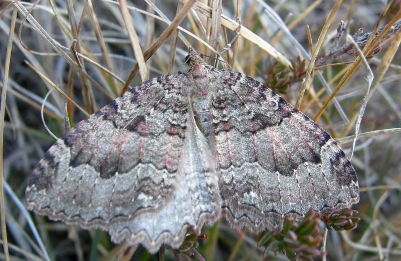 Triphosa dubitata - Geometridae............dal Trentino