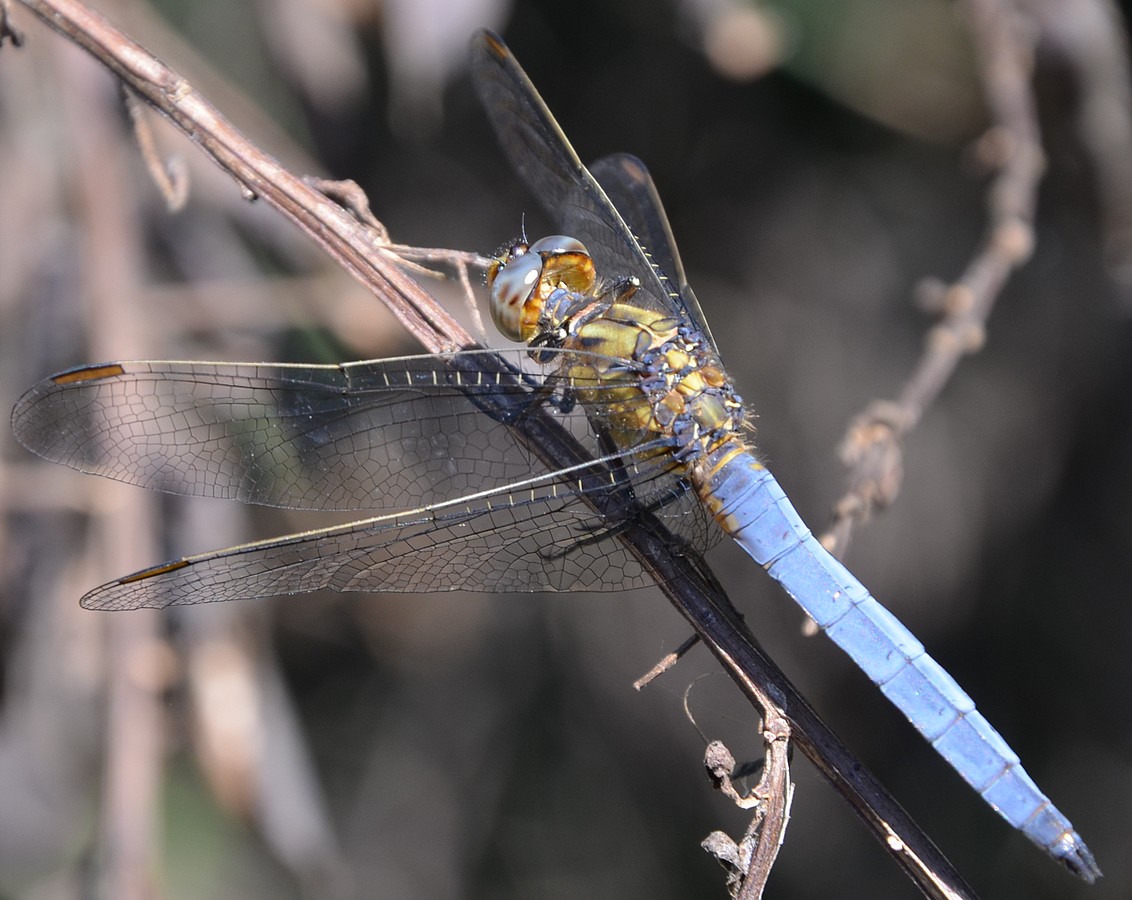 Orthetrum sp. 1?