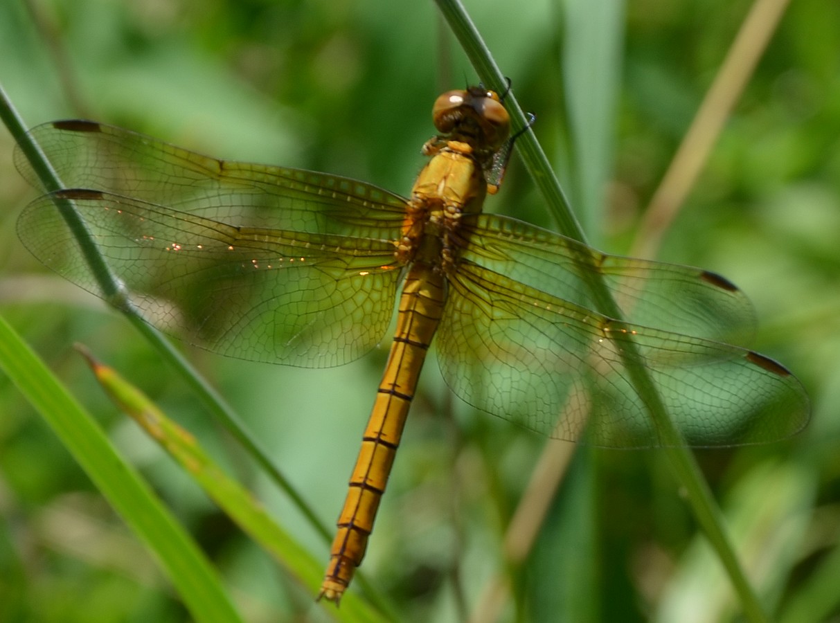 Sympetrum? - No, Orthetrum coerulescens