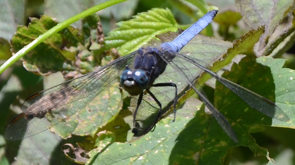 Orthetrum sp. 2