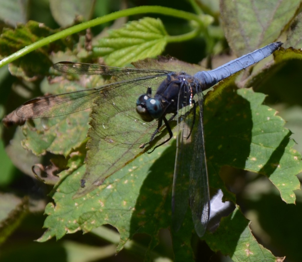 Orthetrum sp. 2