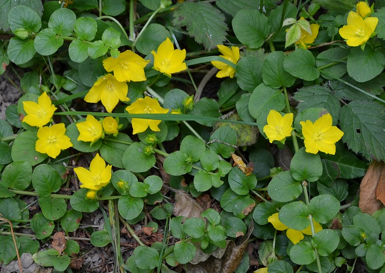 Lysimachia nummularia / Mazza d''oro minore