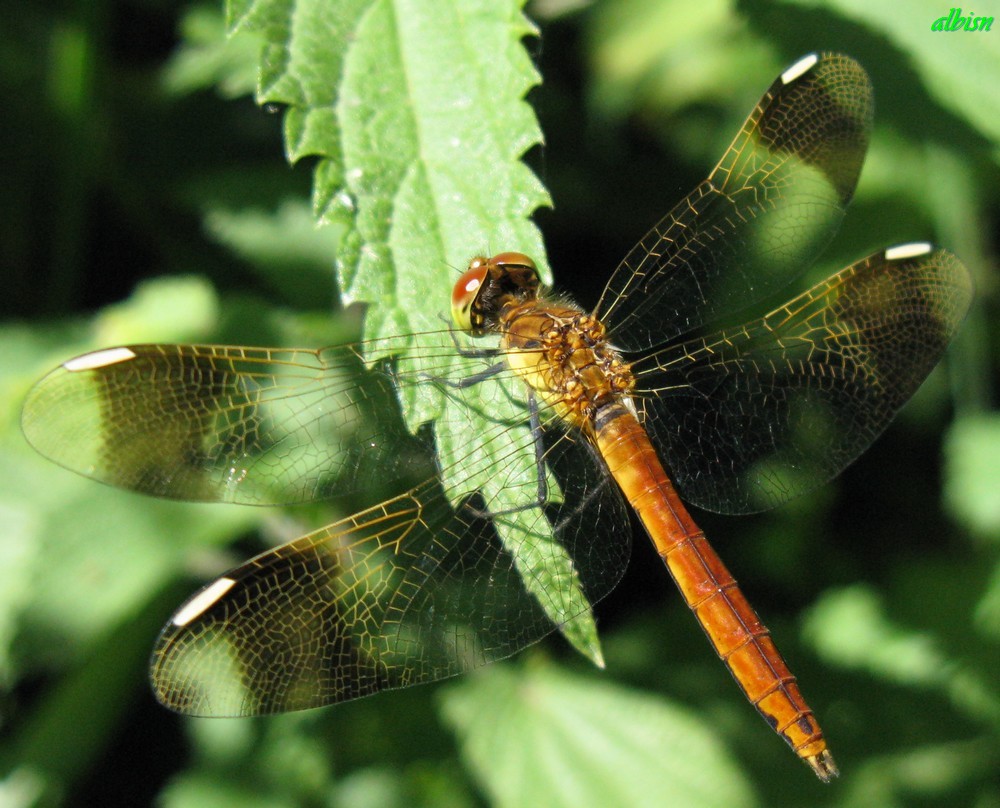 Caloggio 1: Sympetrum pedemontanum