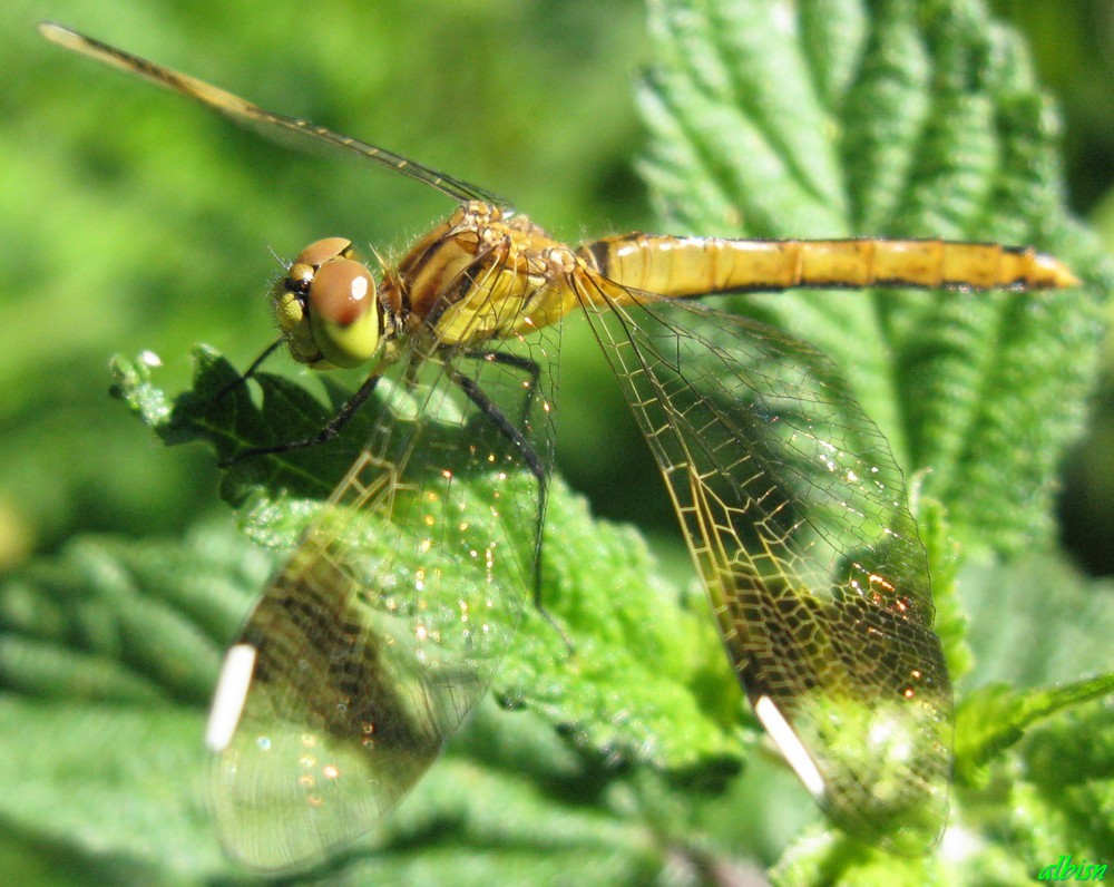 Caloggio 1: Sympetrum pedemontanum