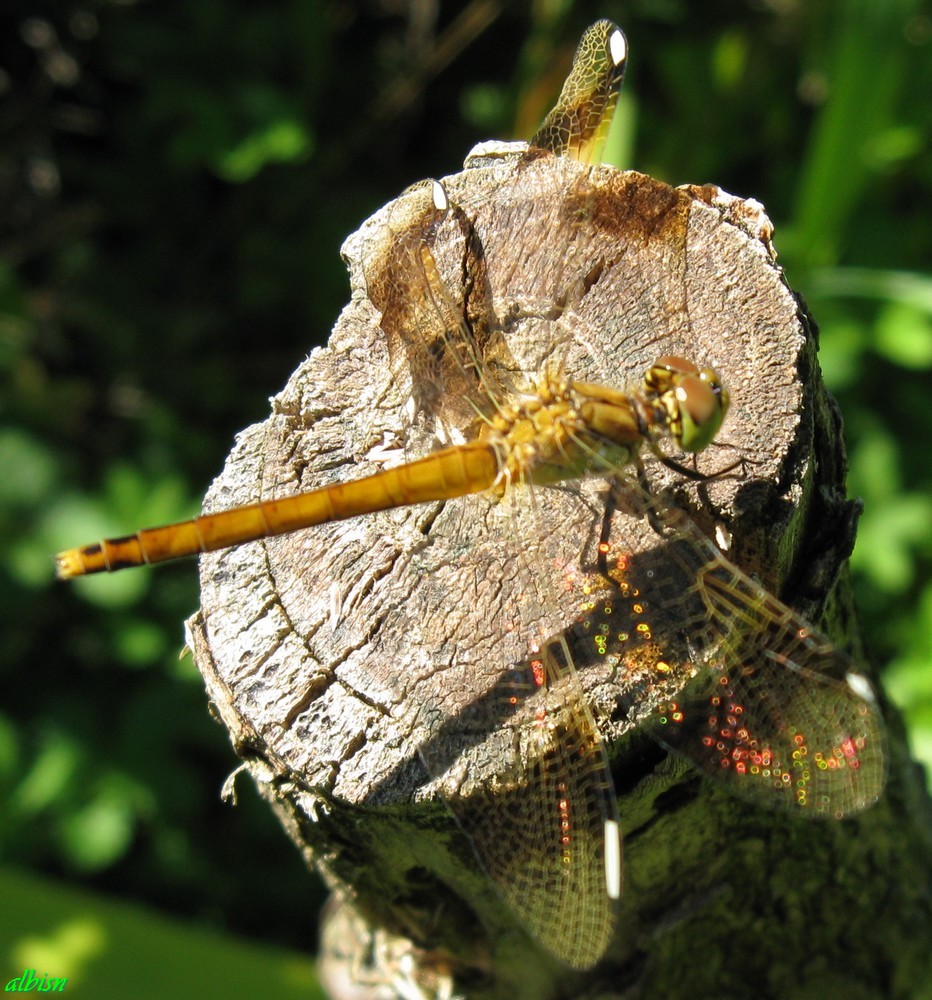 Caloggio 1: Sympetrum pedemontanum