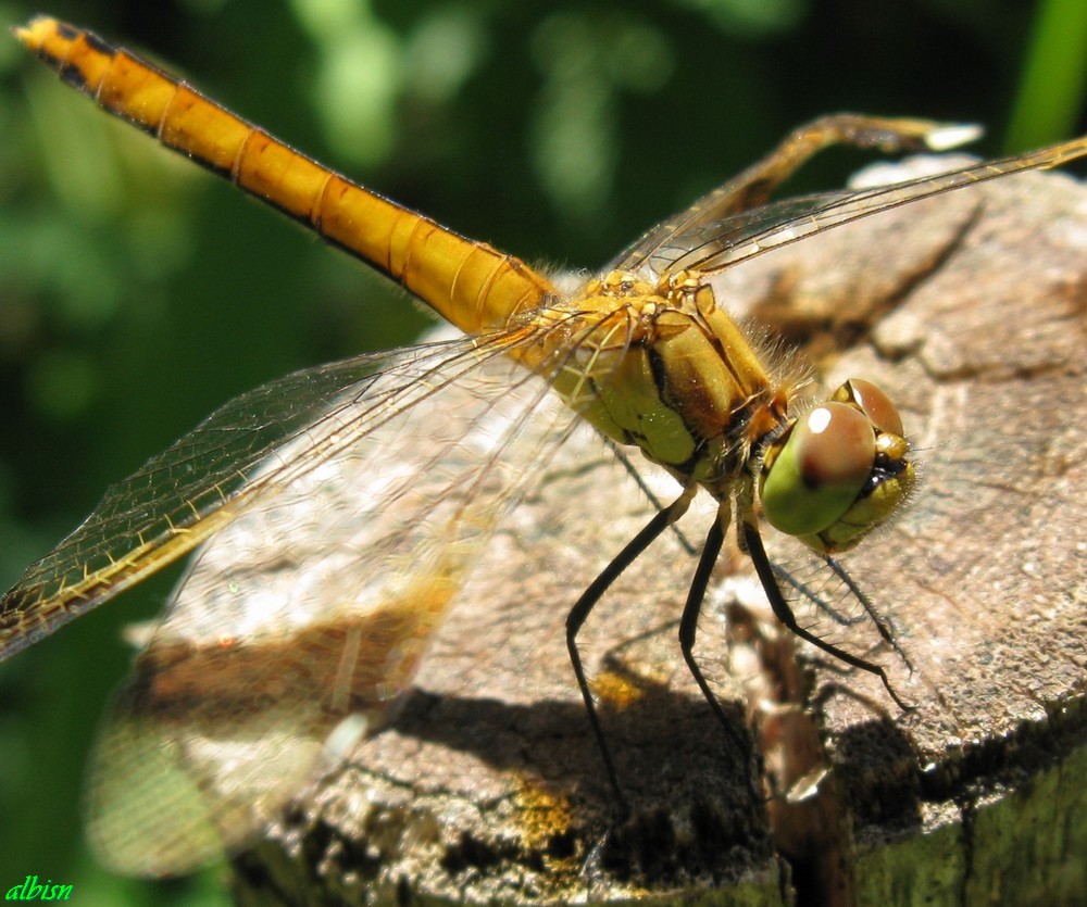 Caloggio 1: Sympetrum pedemontanum