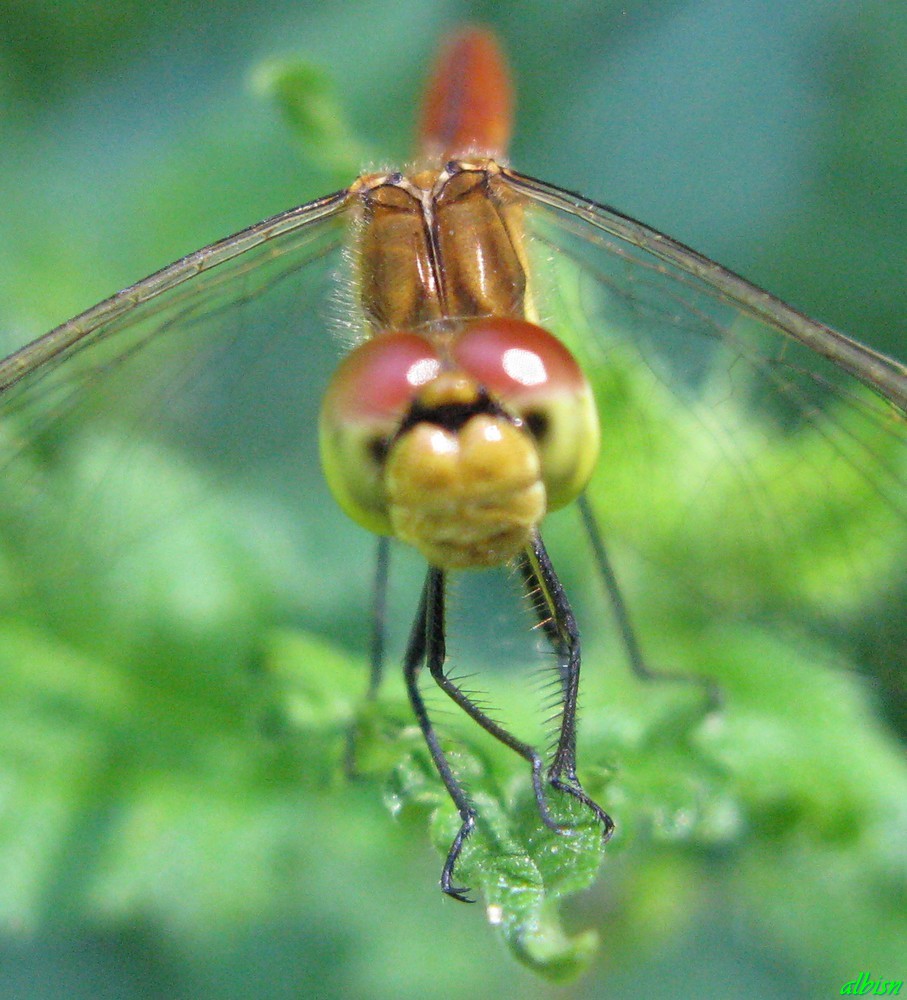 Caloggio 1: Sympetrum pedemontanum