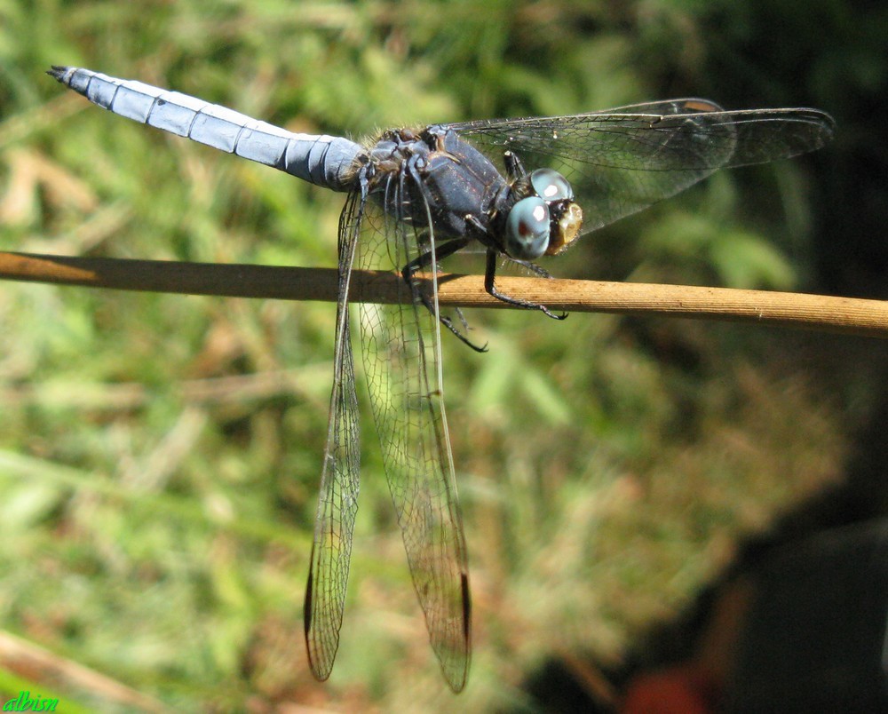 Caloggio 3: Orthetrum coerulescens (?)