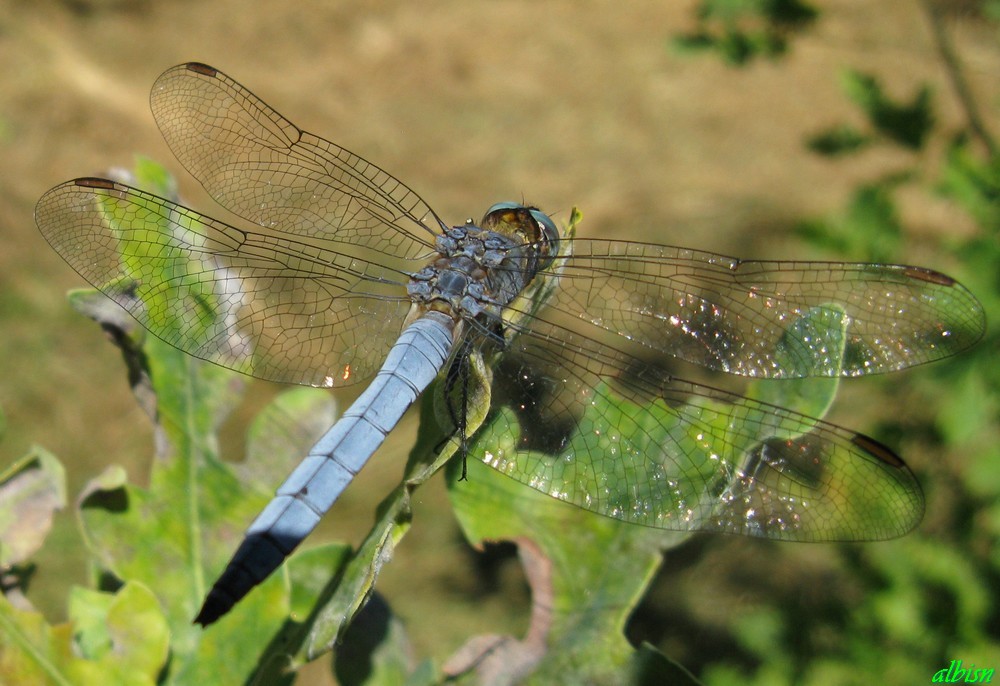 Caloggio 3: Orthetrum coerulescens (?)