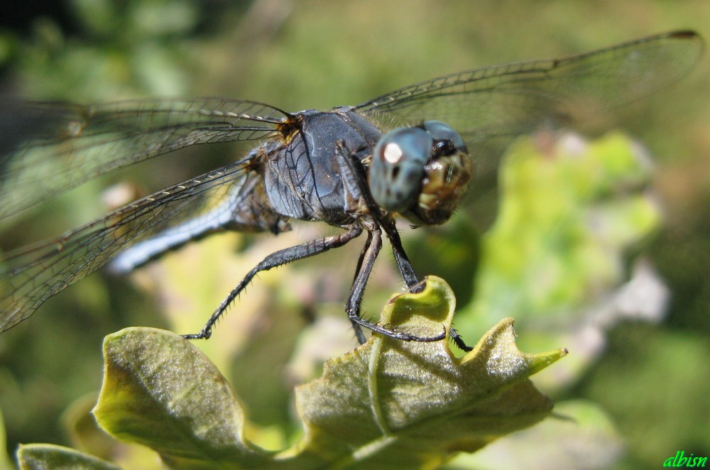 Caloggio 3: Orthetrum coerulescens (?)