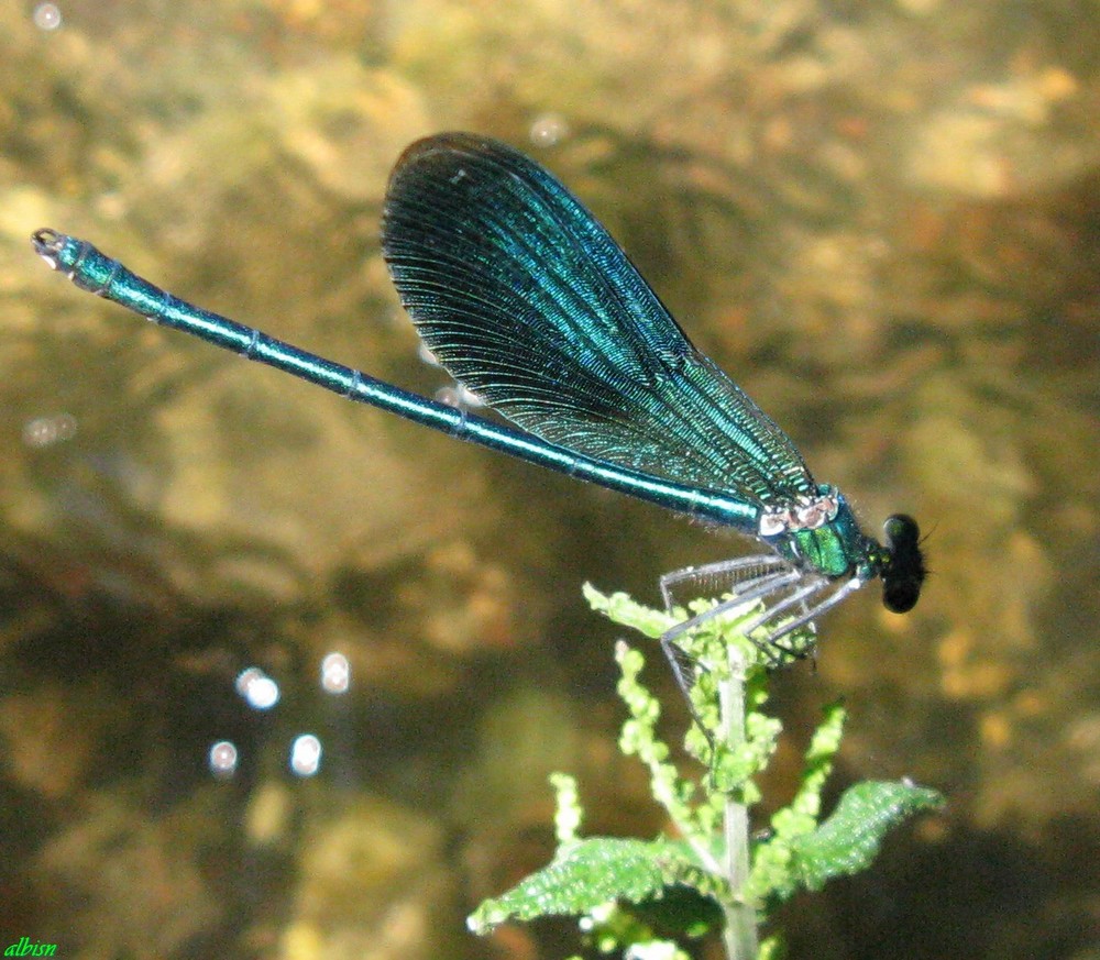 Caloggio 4: Calopteryx splendens