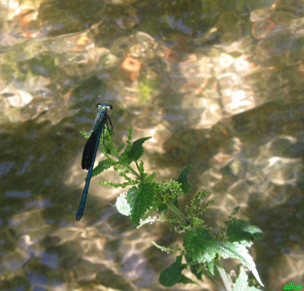 Caloggio 4: Calopteryx splendens