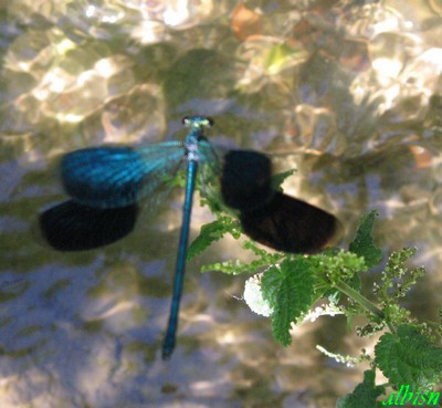 Caloggio 4: Calopteryx splendens