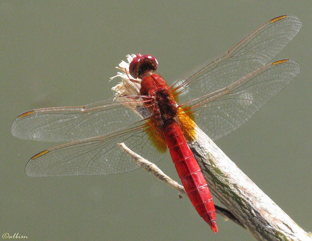 Crocothemis erythraea? - S, maschio