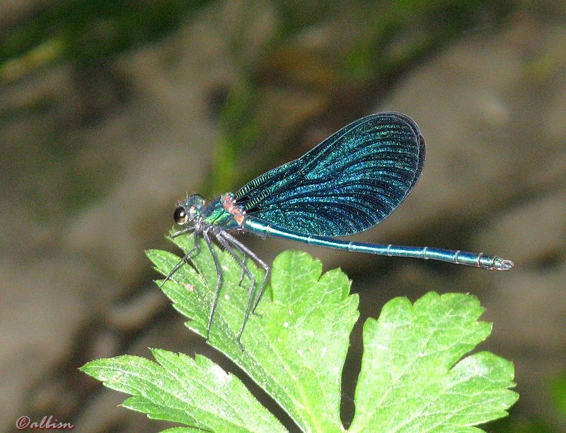 Calopteryx virgo? - S, maschio