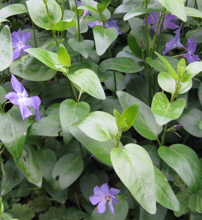 Vinca major / Pervinca maggiore