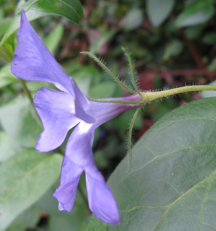 Vinca major / Pervinca maggiore
